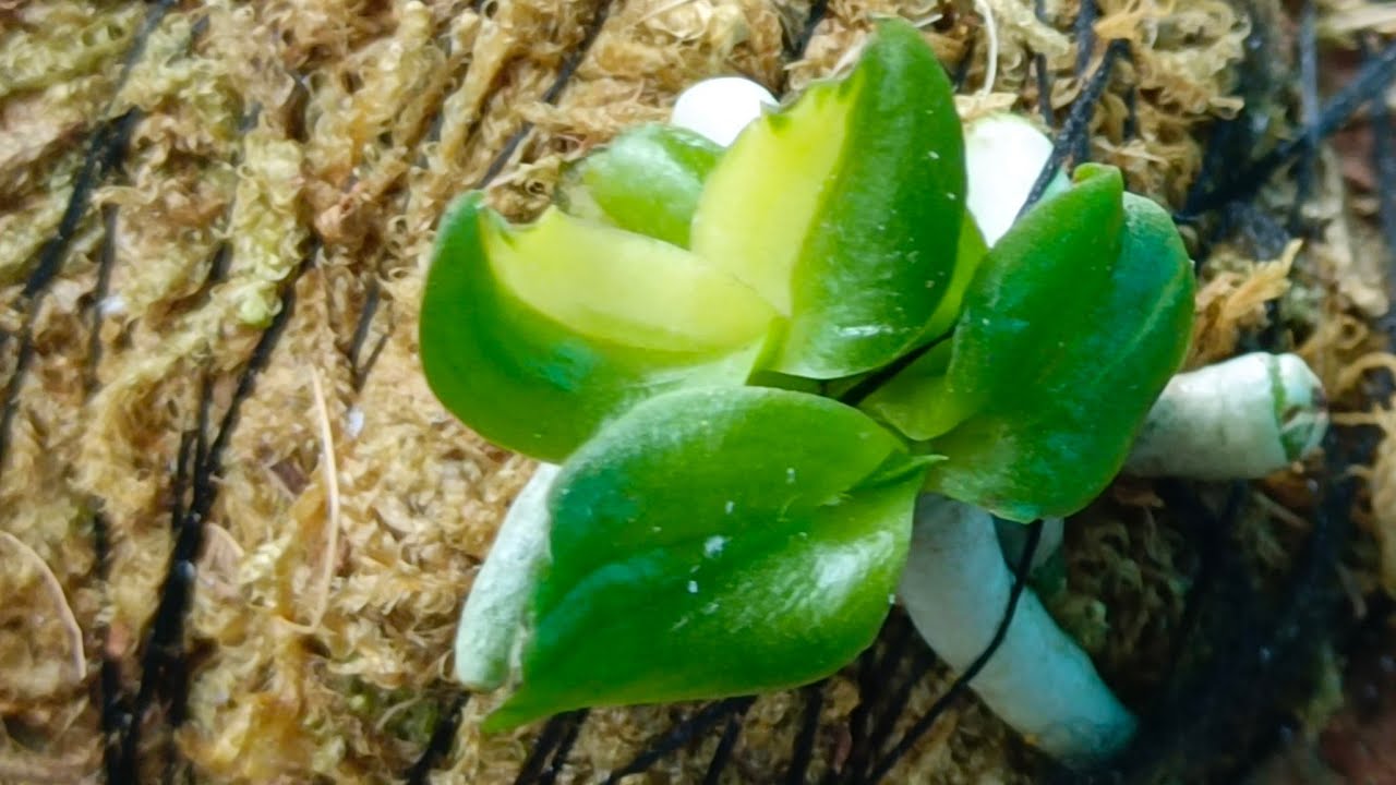 NHẠN T8 KẺ SỌC (14/3) PHƯỚC LÊ 0332120650