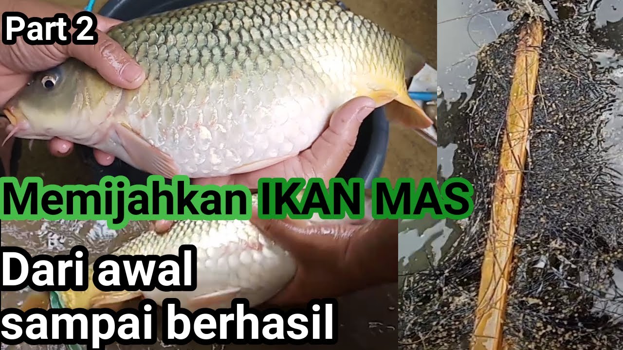 Pemijahan ikan mas pemula pasti bisa  #pemijahanikanmas #budidayaikan