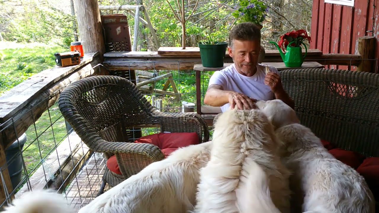 Great Pyrenees one the most important things to train!