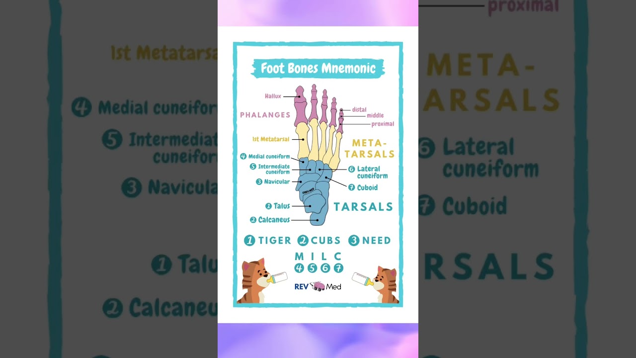 Foot bones!