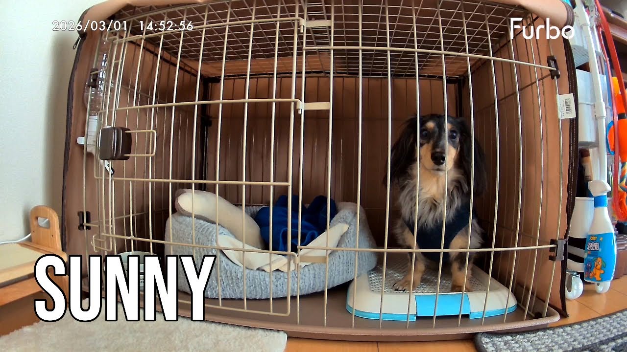 ミニチュアダックスのサニー🐾　【お留守番記録】🐶🏠