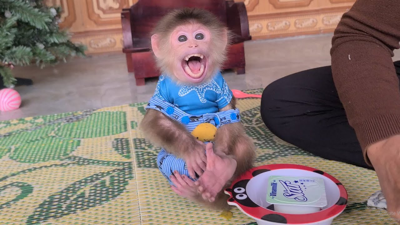 Monkey David shouted loudly and hugged Grandma tightly when he saw it