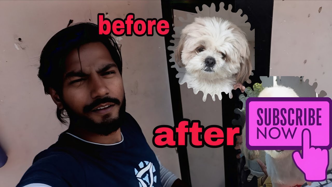 first time grooming with chikku full Transform ( daily vlog no 44)@Deepakvlogs-DK-V  #shihtzu