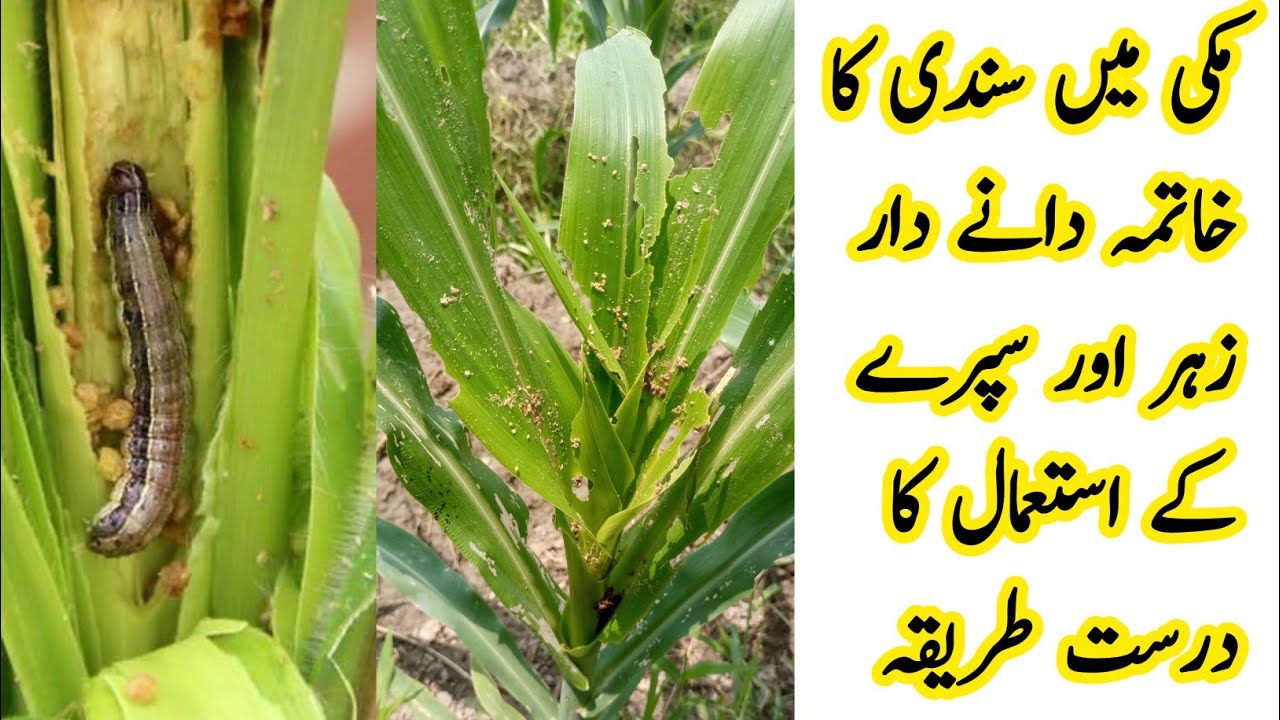 Makai mein sundi ka taaruf Dane dar zehr aur sapary k istamal ka sahi tariqa