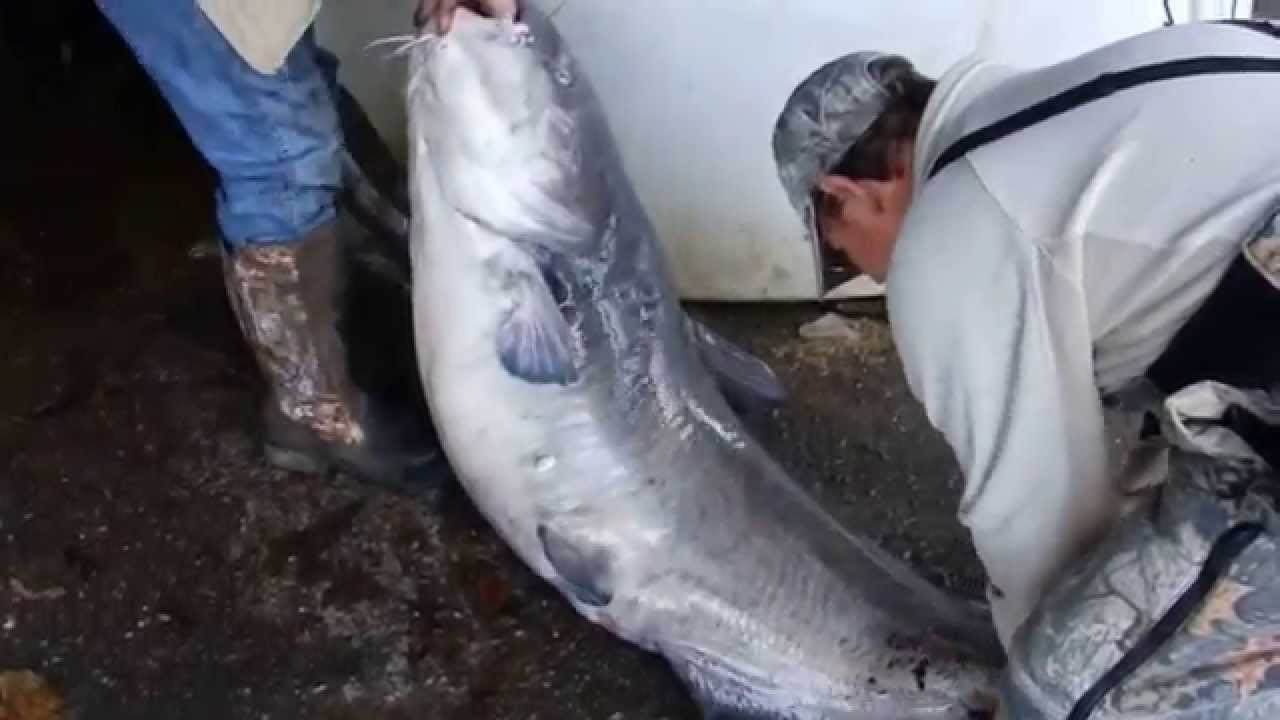 Tennessee River Gorge&reg; Island 116 lb. Blue Catfish