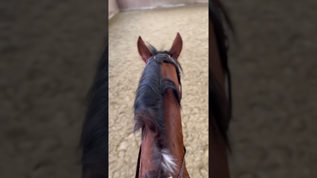 New Chapter #horse #hengst #love #stallion #deckhengst #dressur #pferd #dressurpferd #shortvideo