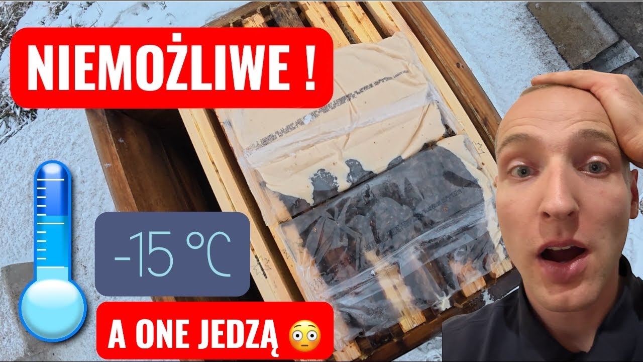 REKORDOWE MROZY 🥶, a pszczoły jedzą 🐝! Jak uratowałem rodzinę przed śmiercią głodową!