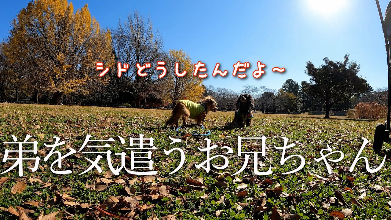 仲良しダックス兄弟の思い出　弟の行動に優しいお兄ちゃんが気遣ってます