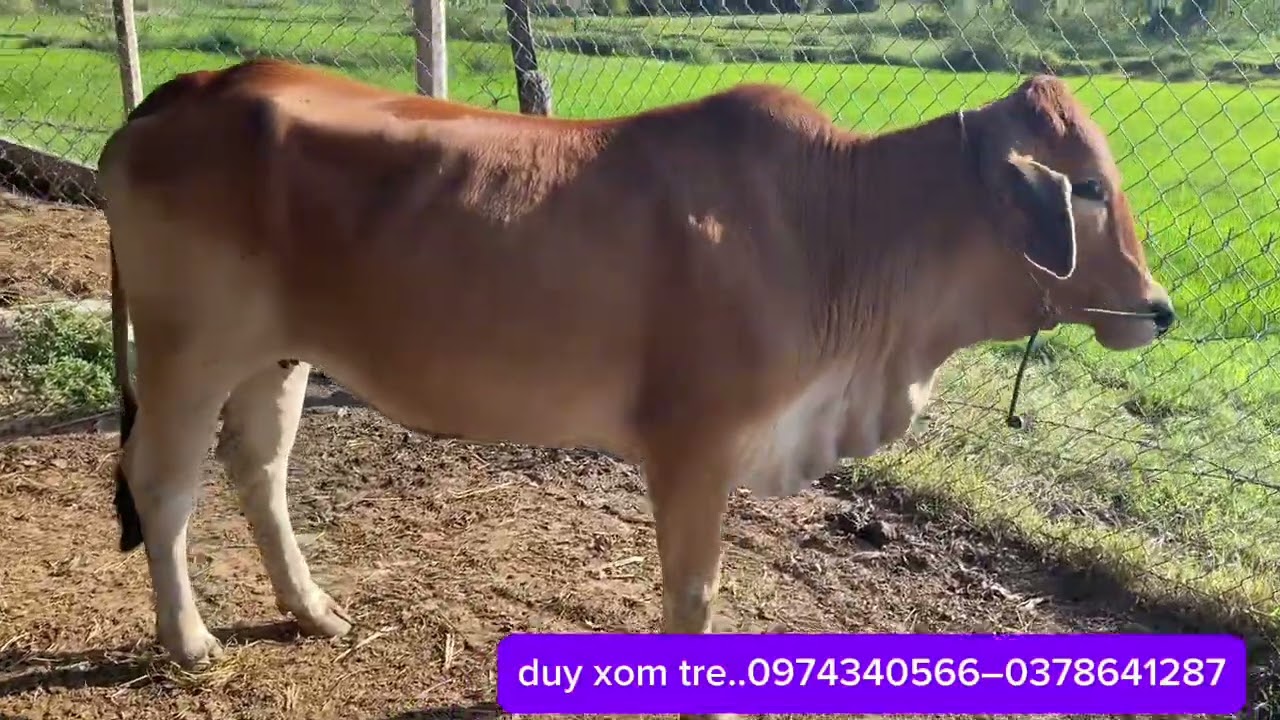 18/3/2026..tiếp tục rời đội còn lại một số em chưa có chủ nhé mậu ai thích con nào cứ alo mình 