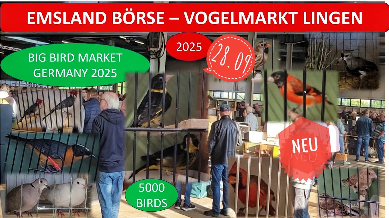 Riesiger Emsland Vogelmarkt - Vogelbörse Lingen 28.09.2025 -Bird Market Germany 2025-mercado de aves