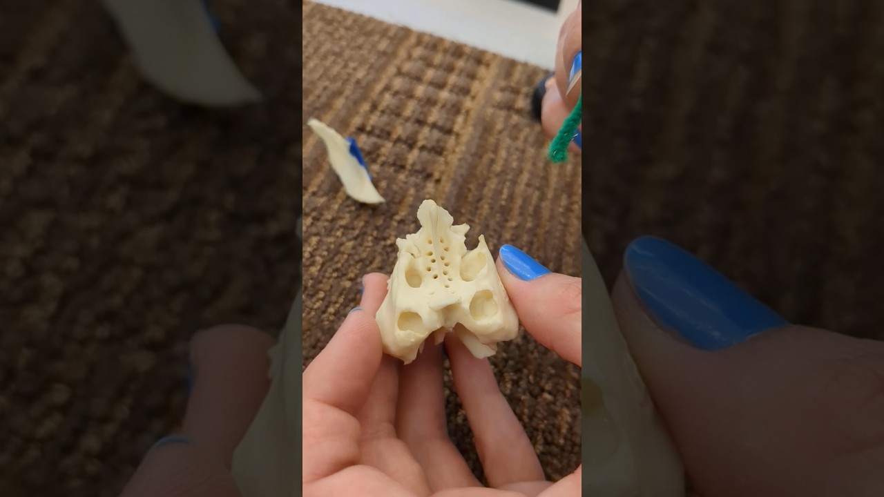 Ethmoid Bone