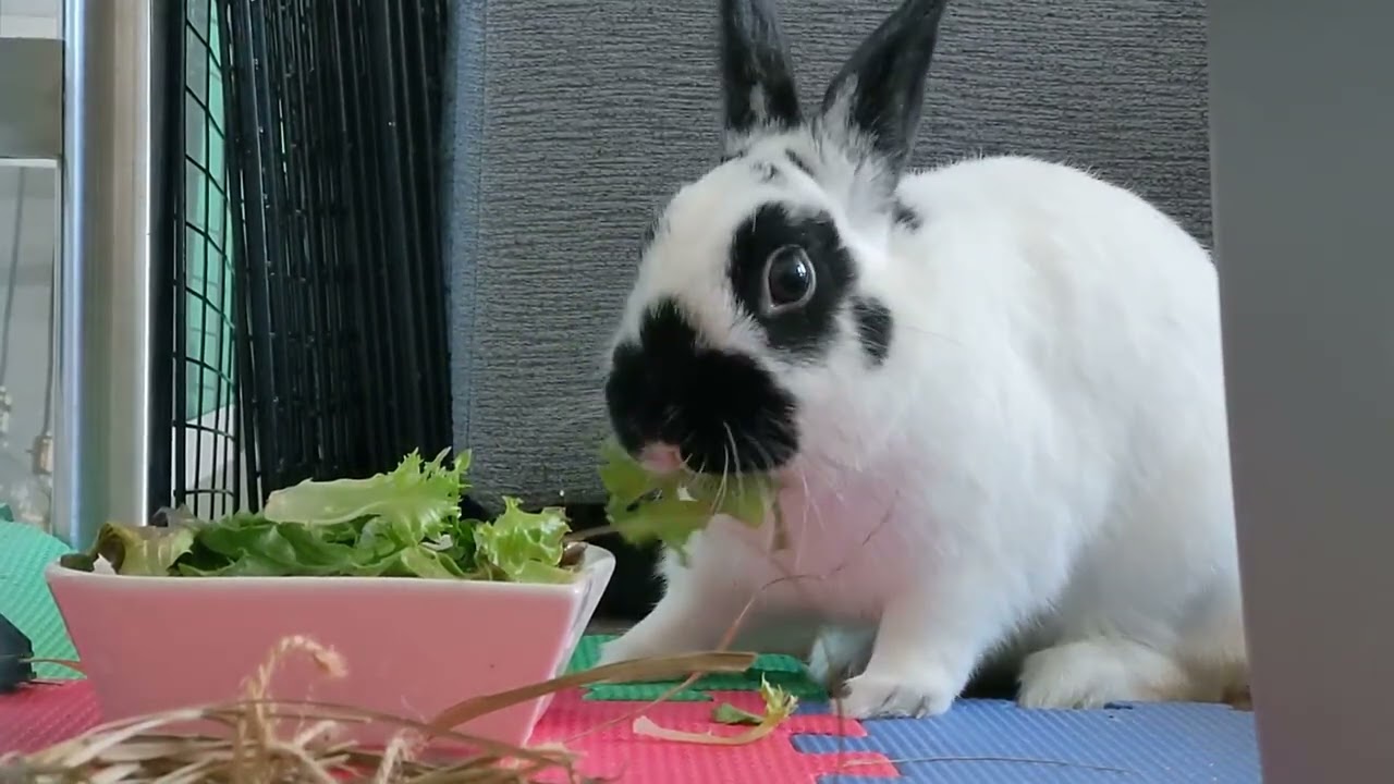 Cute bunny eating salads in a bowl 