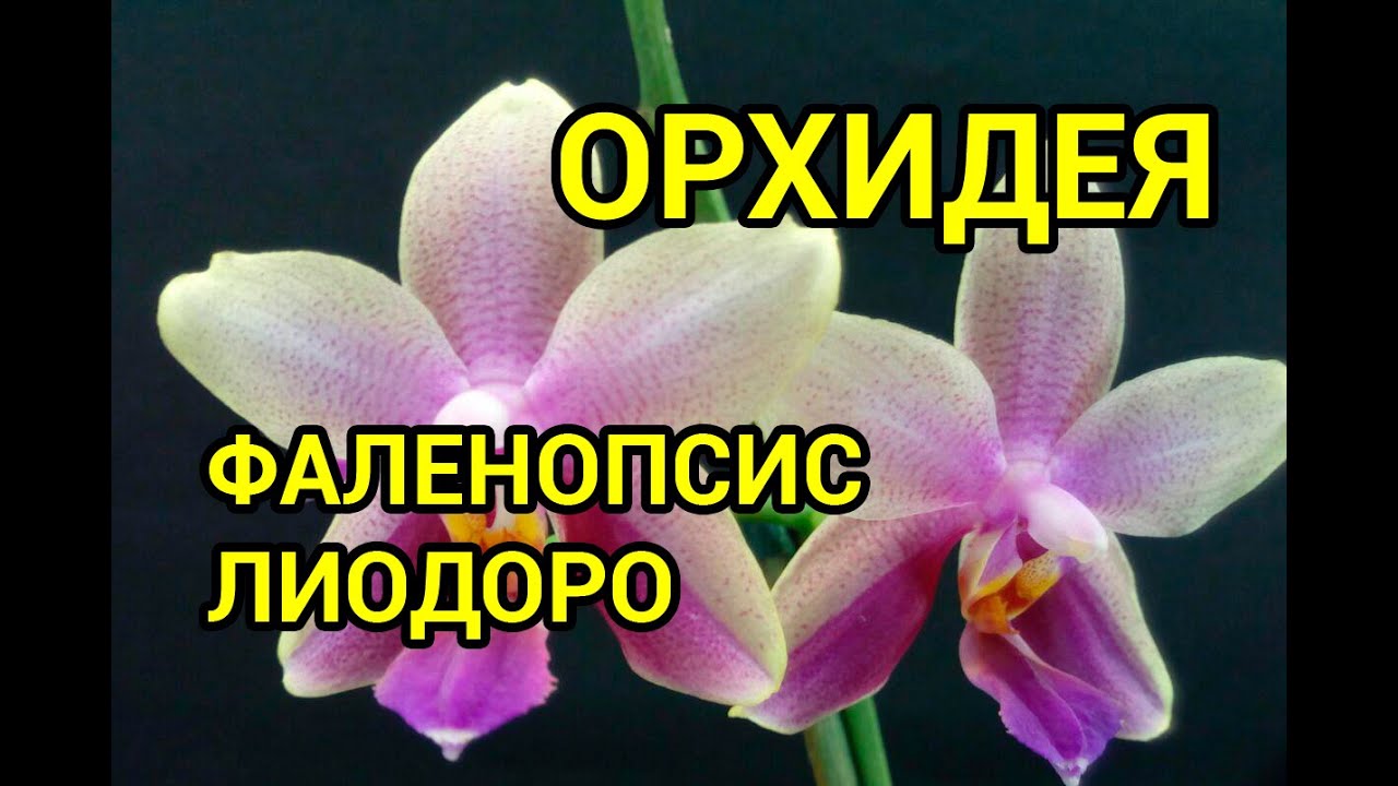 Ароматная ОРХИДЕЯ Лиодоро/Liodoro. Пересадка в пеностекло + орхиата