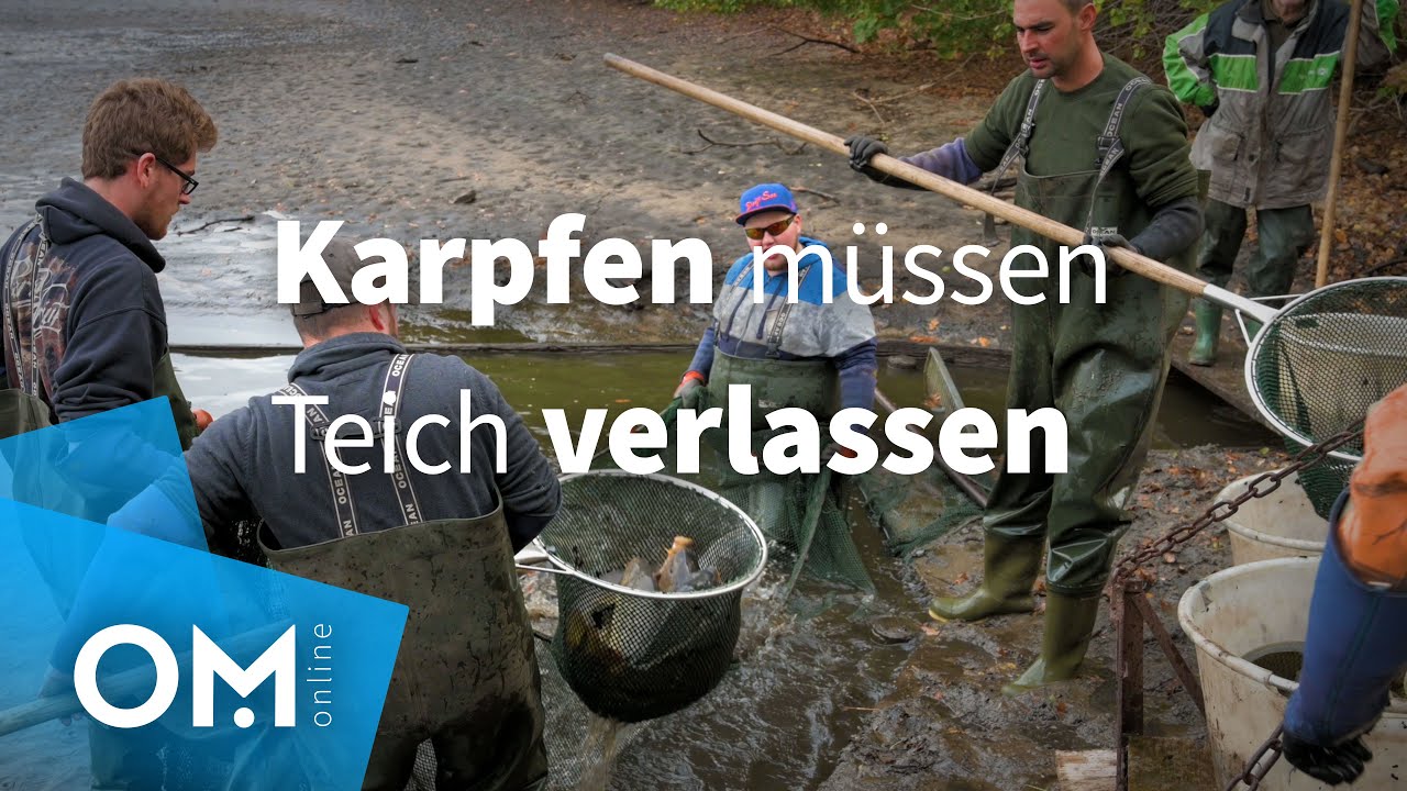 Wenn die Karpfen die Ahlhorner Fischteiche verlassen