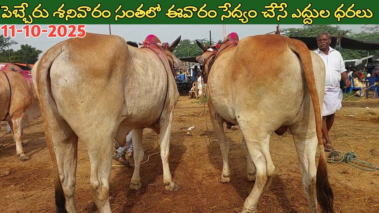 పెబ్బేరు శనివారం ఎద్దుల సంత | Pebbair Saturday Bulls market | Oxen prices | 11-10-2025 