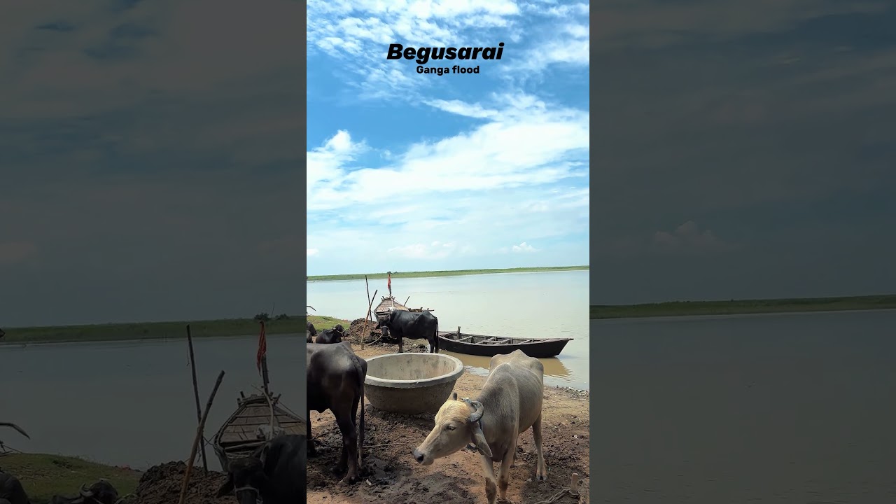 Begusarai flood 2024 | Ganga River flood#begusarai#bihar#gangariver