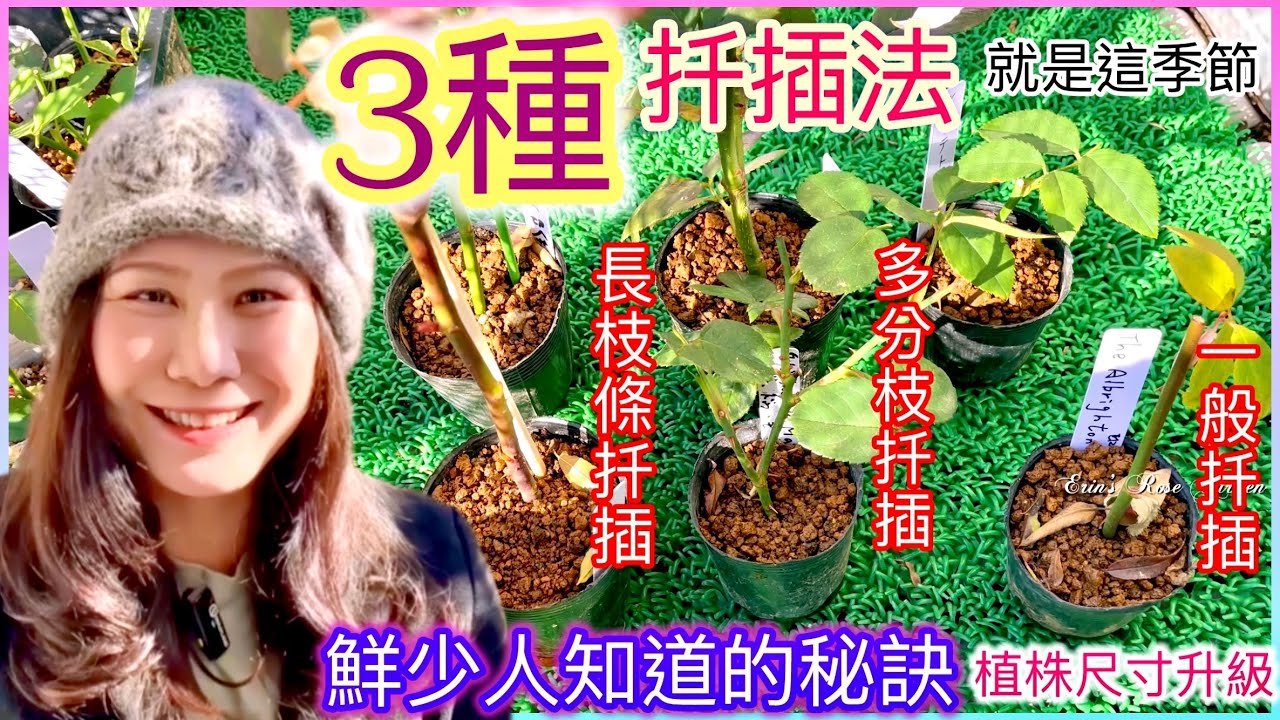 《3種扦插法》成功率高！冬剪的玫瑰枝條不要丟如何繁衍⁉️長枝扦插讓晉級成健壯苗#Erin玫瑰花園#玫瑰扦插