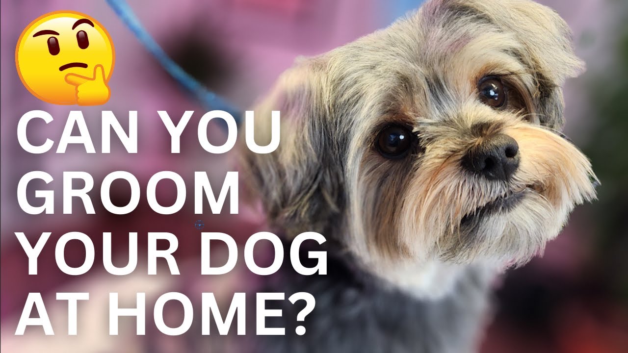 Step By Step Small Dog Grooming For Beginners