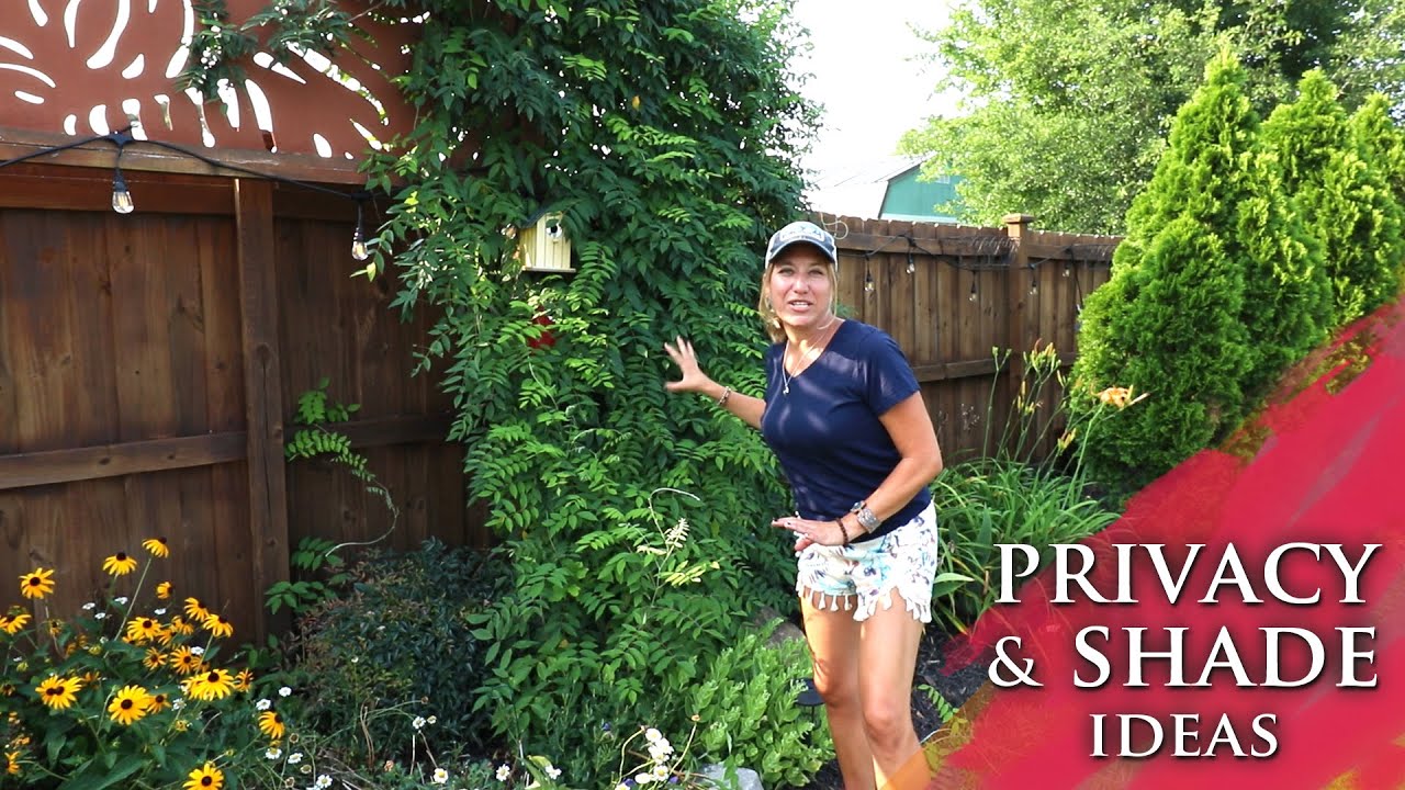 How to create privacy & shade on a FULL SUN property | Evergreens and screens