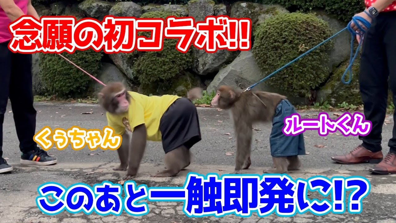 【初コラボ】プーキーズのルートくんと仲良くなろうとしたらまさかの一触即発！？！？