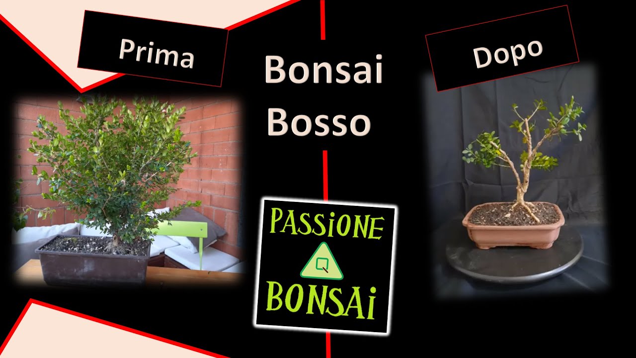 Bonsai di Bosso - Impostazione