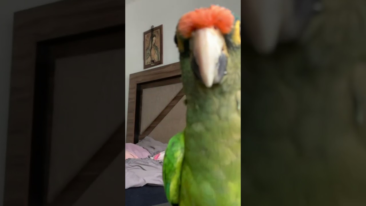 Cotorro frente naranja  🍊