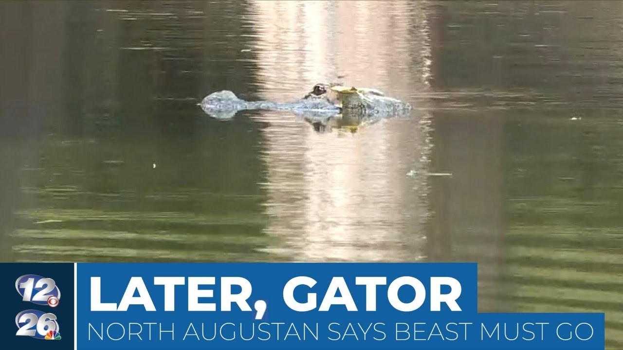 Later, gator: North Augustan says backyard beast must go