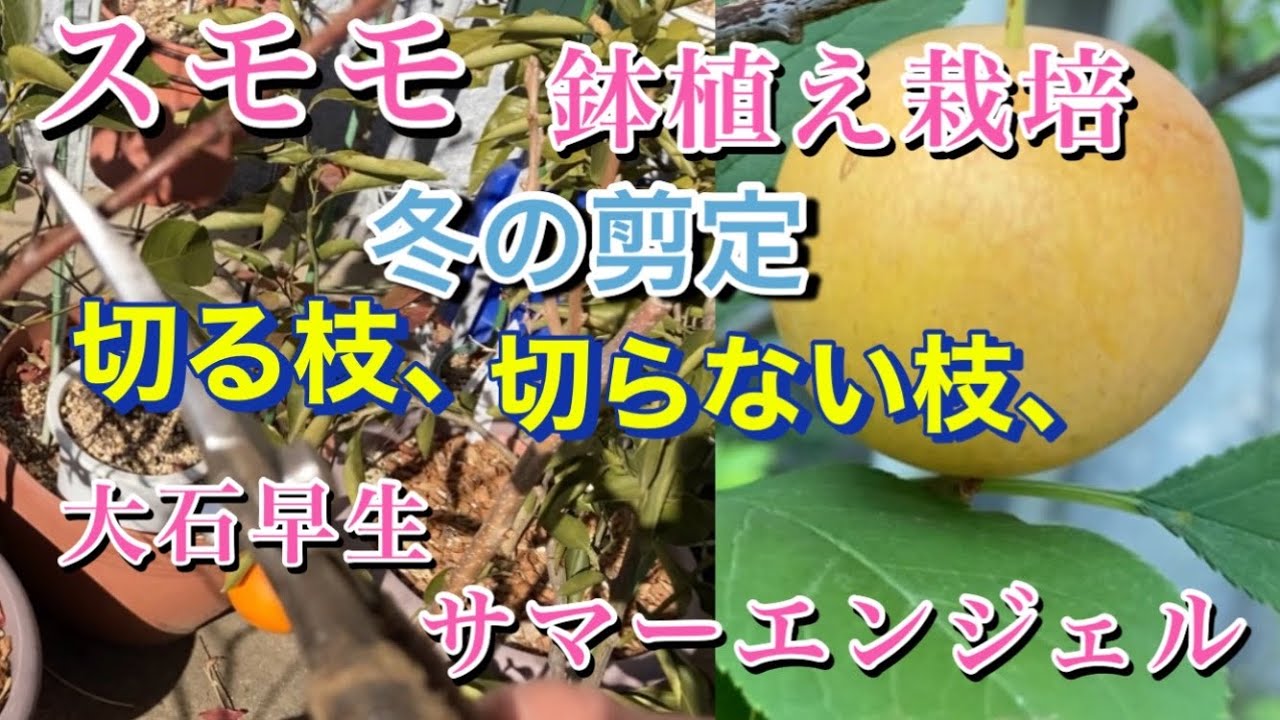 【スモモ、鉢植え栽培】冬の剪定、切る枝、切らない枝、大石早生、サマーエンジェル、