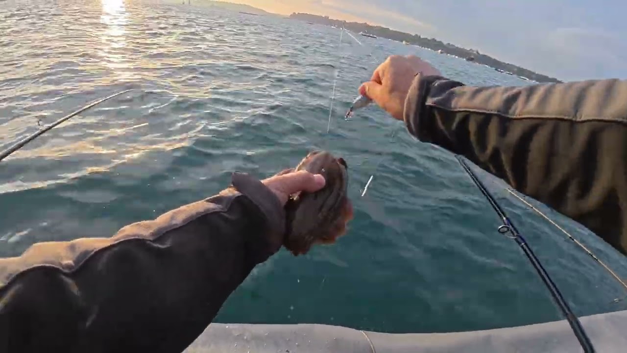 Comment p&ecirc;cher en mer les c&eacute;phalopodes sur St Malo.  Calamars &agrave; gogo. Octobre 2025