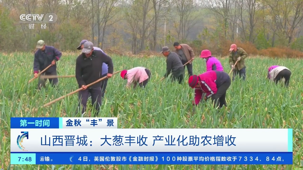[第一时间]金秋“丰”景 山西晋城：大葱丰收 产业化助农增收|CCTV财经