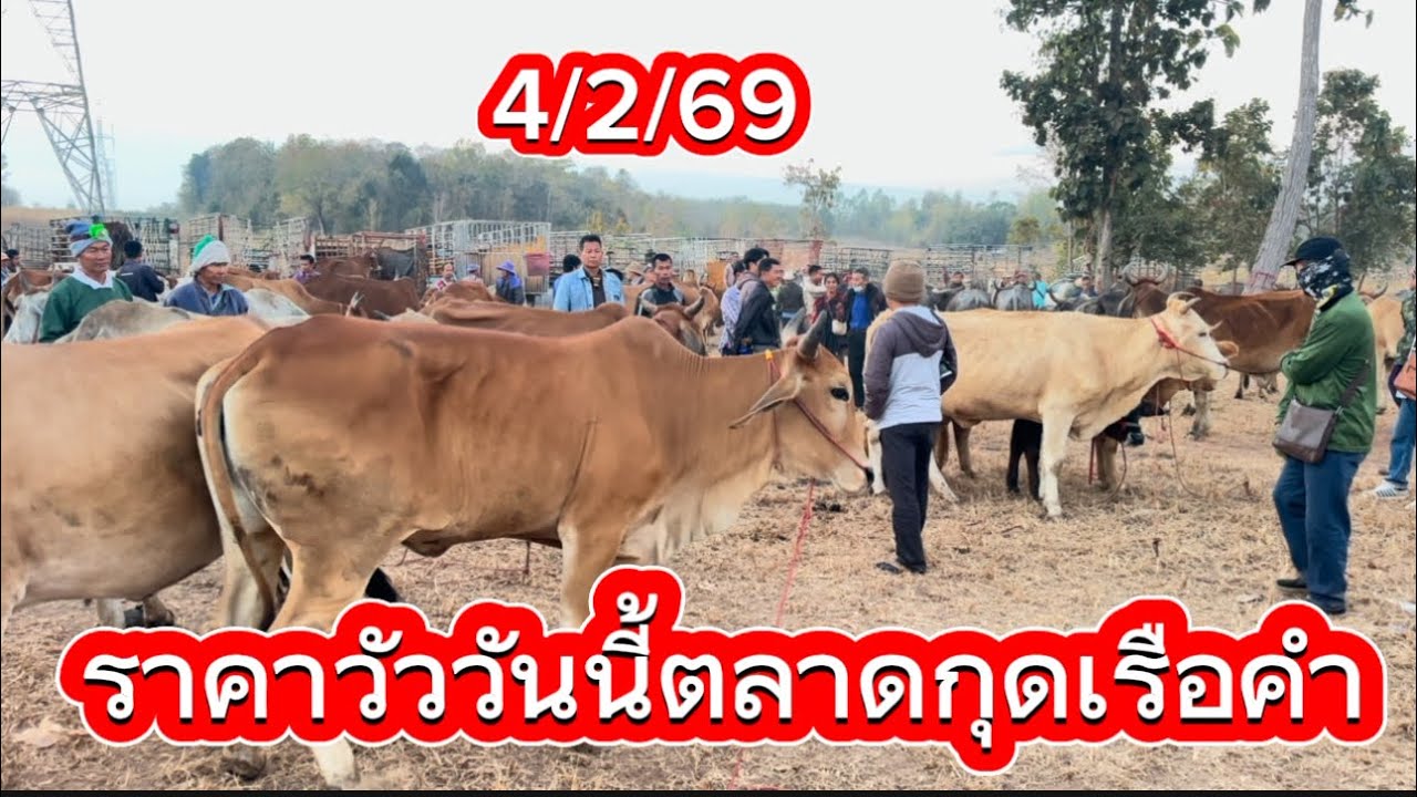 พาชมบรรยากาศซื้อขายวัวตลาดกุดเรือคำ อ. วานรนิวาส จ. สกลนคร ￼4/2/69 #ราคาวัววันนี้ 