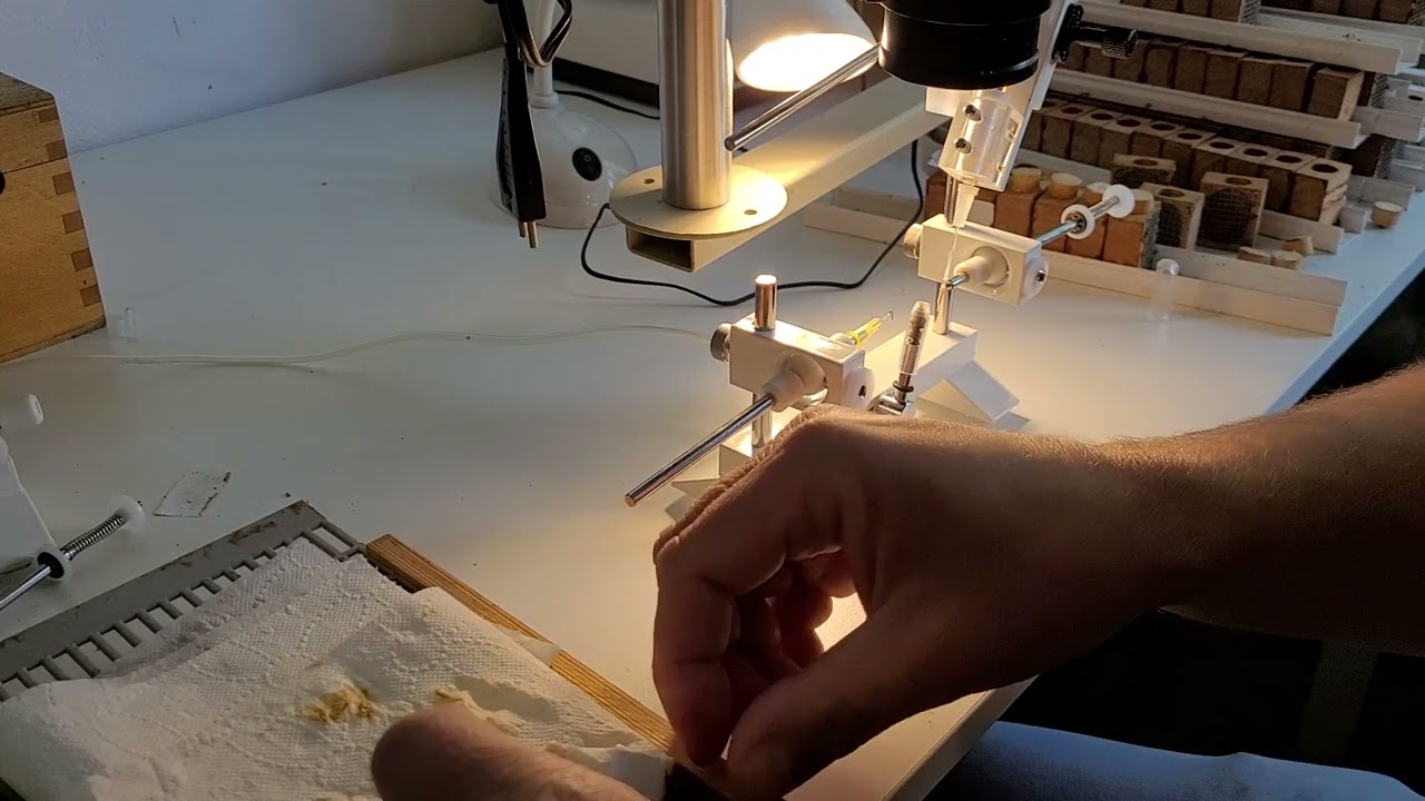 insemination of honey bee queen