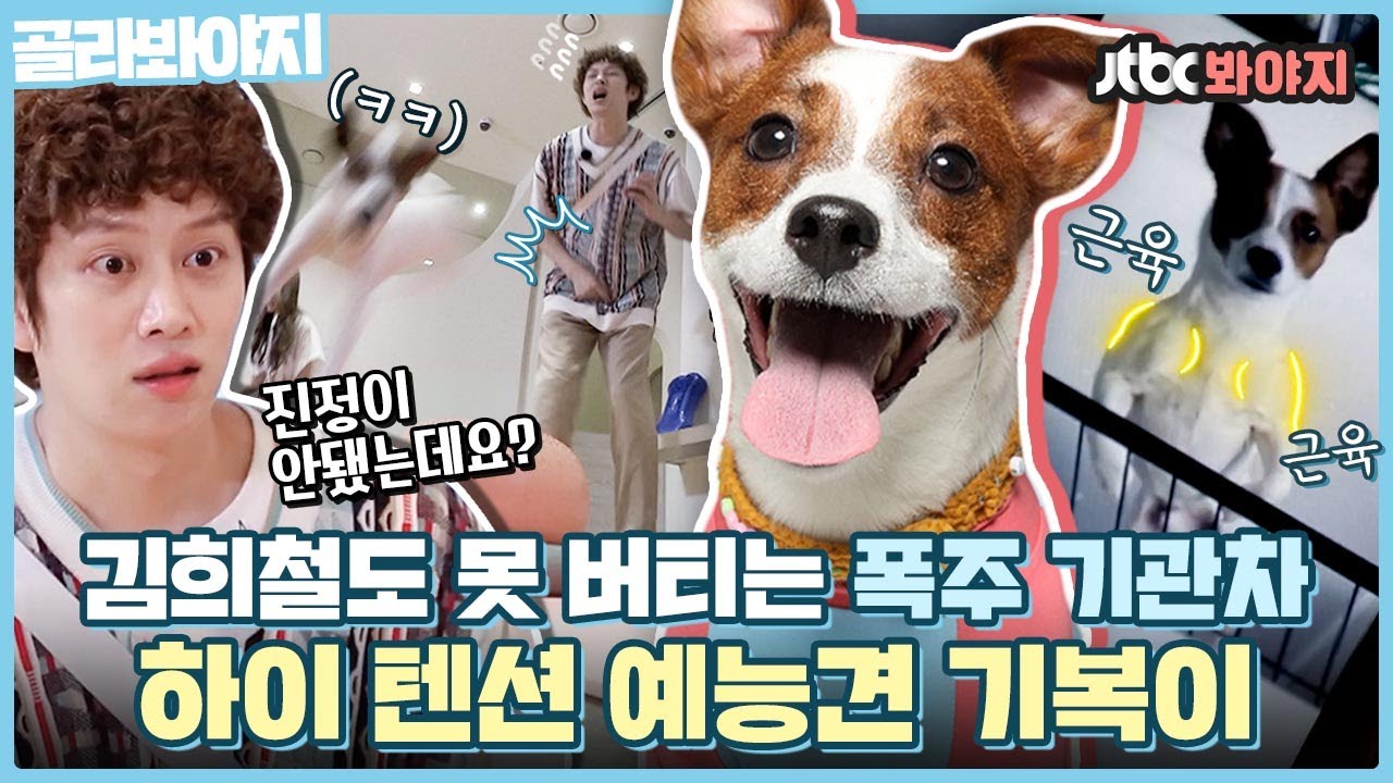[골라봐야지] 릴렉스 그거 어떻게 하는 건데,, 김희철도 못 버티는 기복이 HIGH 텐션 모음⚡｜펫키지｜JTBC 210909 방송 외