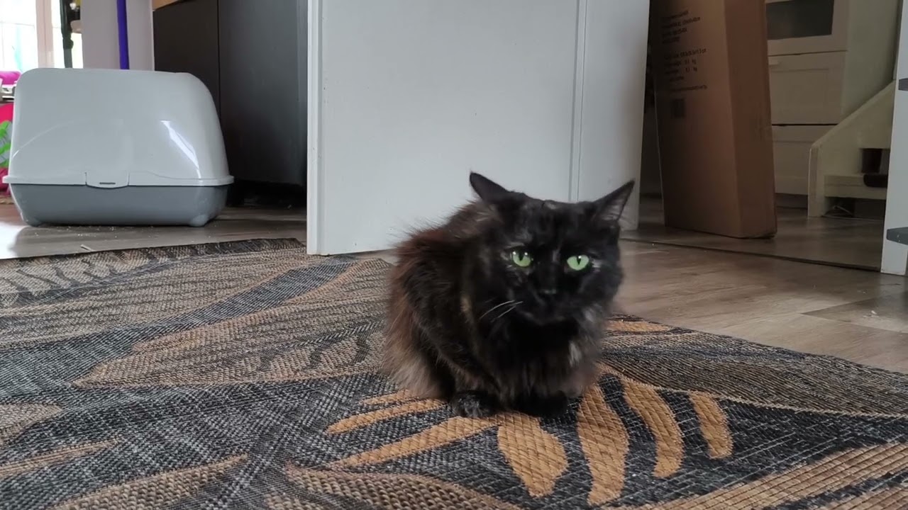 Patient Kuscheli Waits for Treats 🐾 Cozy Tortoiseshell Cat Moments