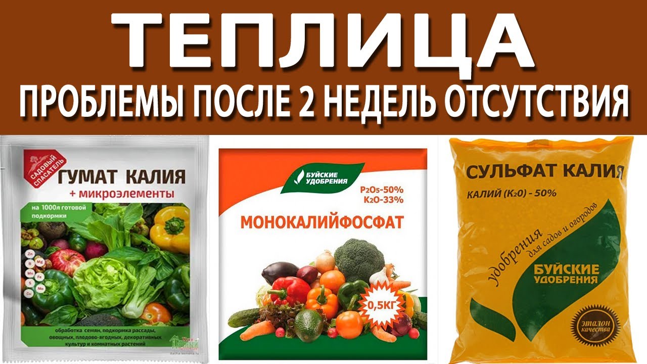 Теплица. Отсутствовал 2 недели. Потеря в урожае. Загущенность посадок. Подкормка огурцов и томатов.