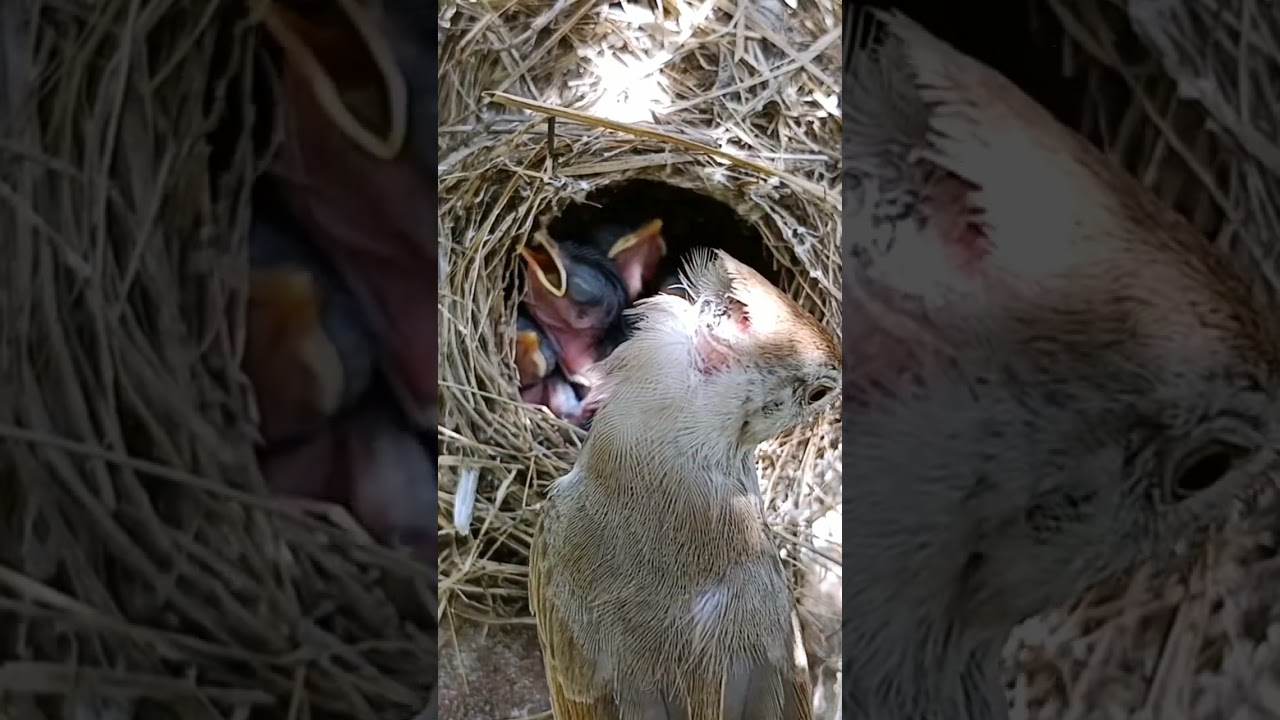 Feathered Families: A Close-Up Look at Great Reed Warbler Bird Baby Bonds