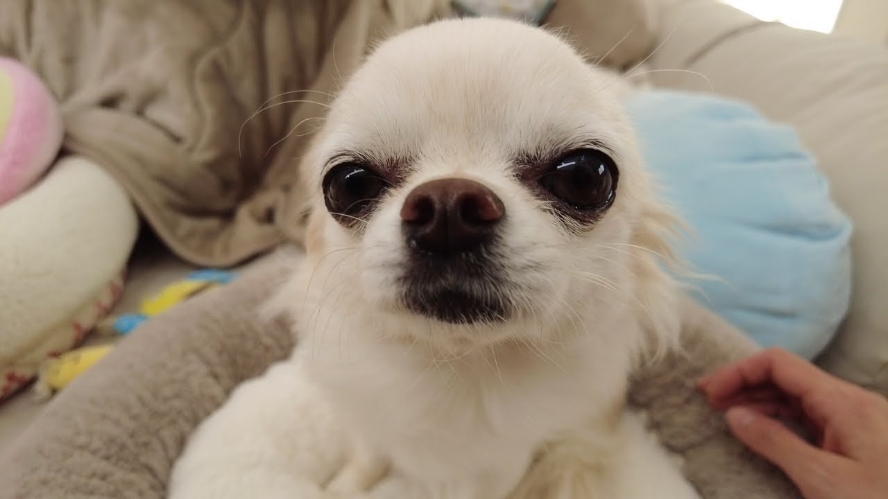 お散歩と聞いた瞬間浮かない顔になり飼い主と目を合わせようとしない箱入り娘チワワ