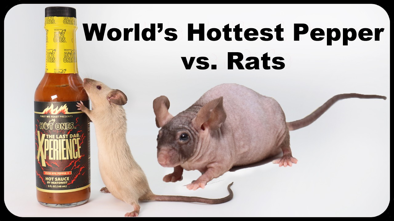 Pepper X - Does The World's Hottest Pepper Repel Rats & Mice. Mousetrap Monday