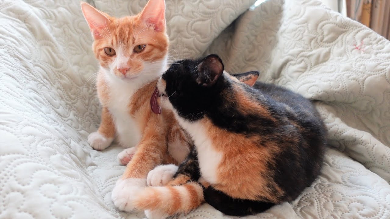 母猫のことが好きすぎて親離れできないおしゃべりな猫【保護子猫】