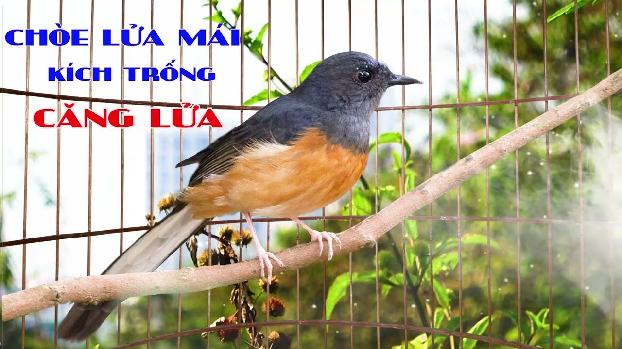 CHOÈ LỬA MÁI/CHOÈ LỬA MÁI KÍCH TRỐNG/murai betina fighter, murai jatan auto ngamuk.tiếng lửa mái hót