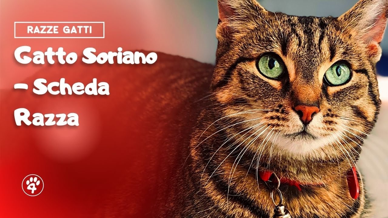 Gatto Soriano - Scheda Razza | Amoreaquattrozampe.it