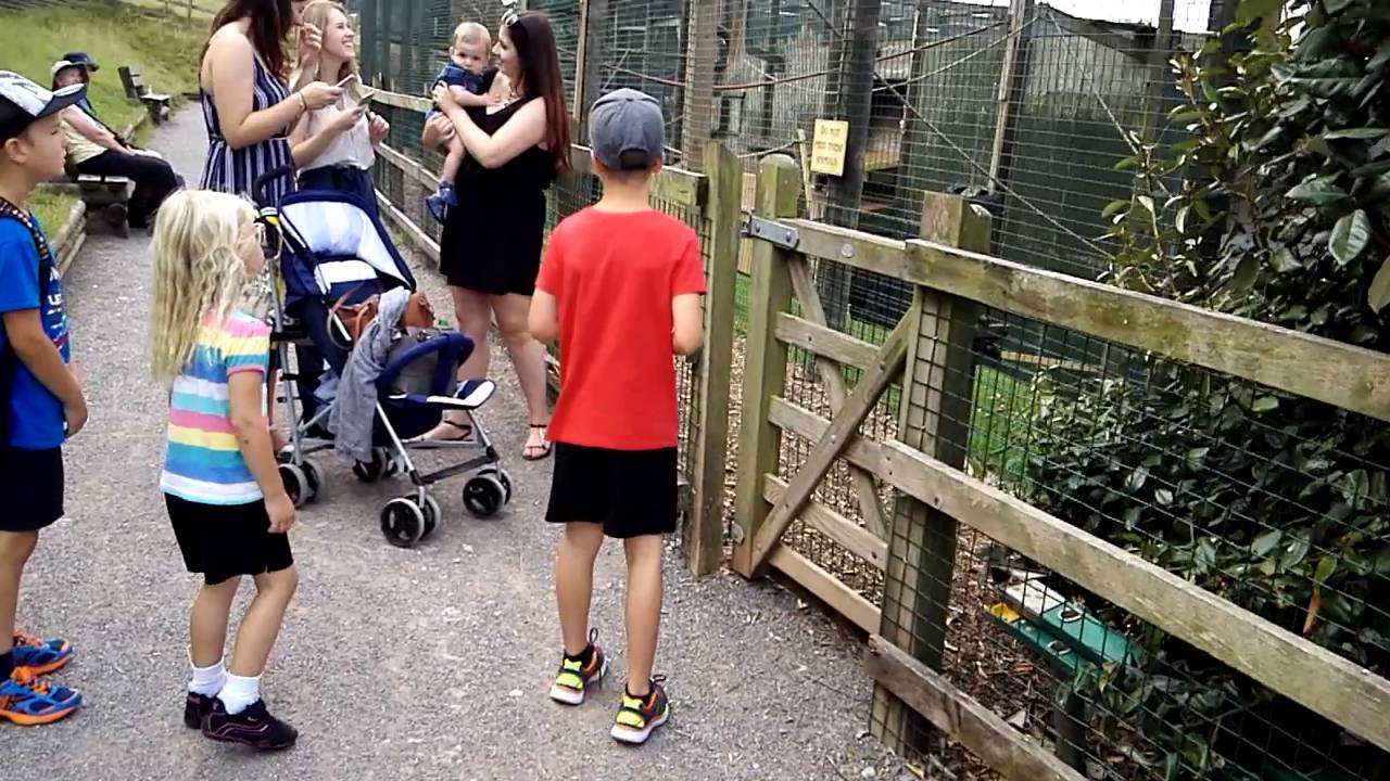 Siamang Gibbons at Noahs Ark Zoo near Bristol