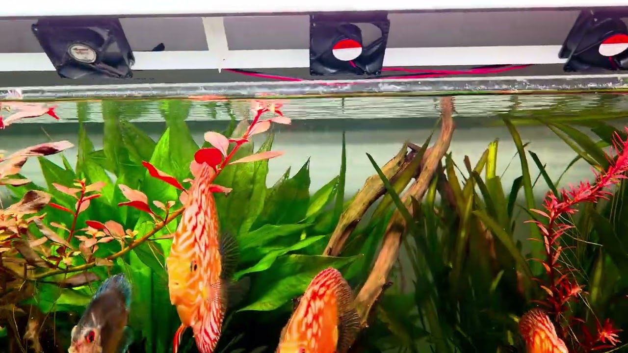 Control de algas en acuario plantado, Acuario De Peces Discus
