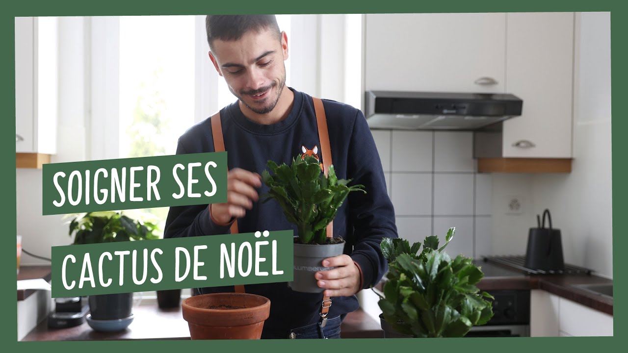 Soigner son cactus de Noël