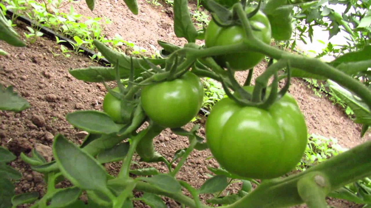 Serada Domates &Uuml;retimi 5 (Meyve Seyreltme)
