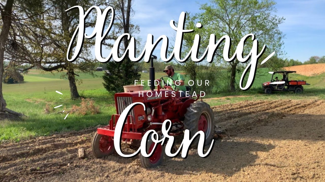Planting Field Corn With a Farmall 140 | Hickory King and Jimmy Red
