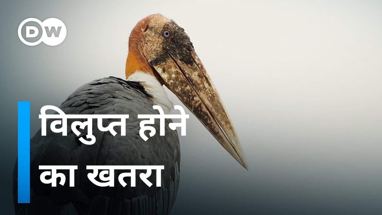 सारस सेना - हरगिला के लिए महिलाओं का संघर्ष [The Stork Army] | DW Documentary हिन्दी