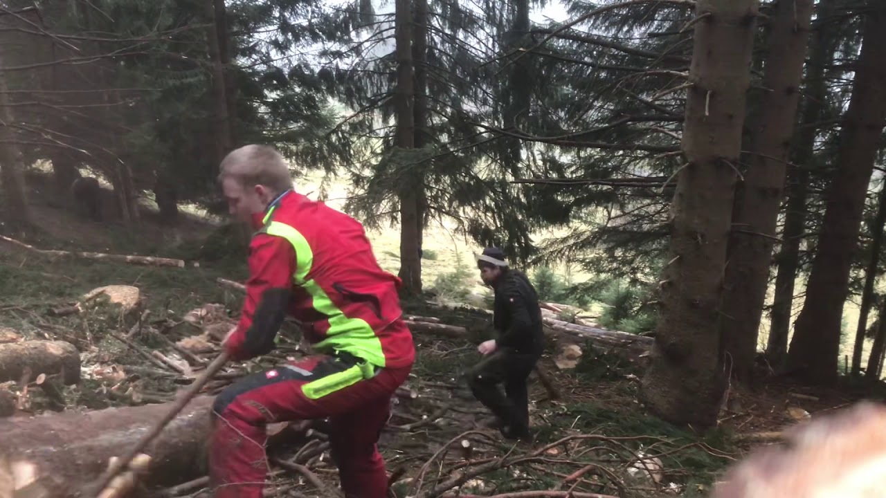 Holzrücken mit Pferden im Allgäu