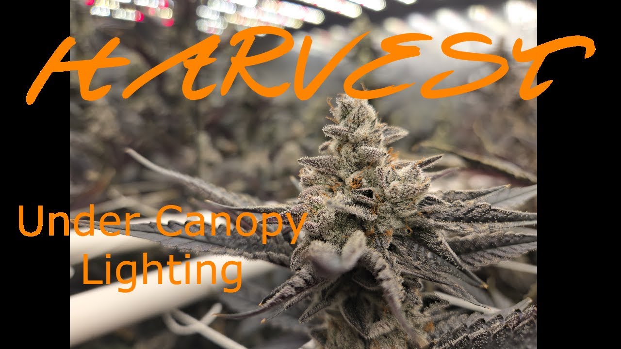 Cannabis Harvest with Gro Pro under canopy lighting - Top to Bottom Quality Buds - Day 63