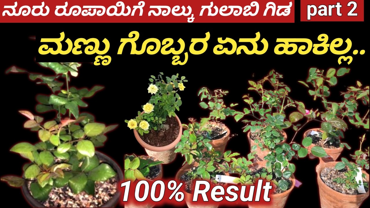 ನಾನು ತರಿಸಿಕೊಂಡ ಬಳ್ಳಿ ಗುಲಾಬಿ ಗಿಡಗಳನ್ನು ಯಾವುದರಲ್ಲಿ ನೆಟ್ಟಿದಿನಿ ನೋಡಿ//ಮೊದಲನೇ ಪ್ರಯತ್ನ//#cinder